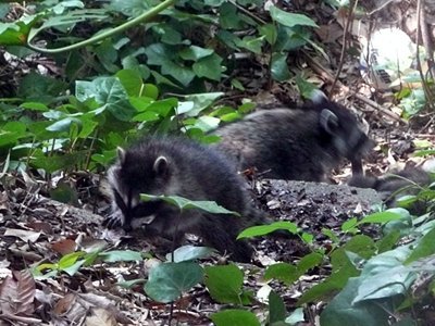 tanta robina twenty raccoon spent mama babies almost minutes